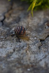 Snail on a stone in the sunlight