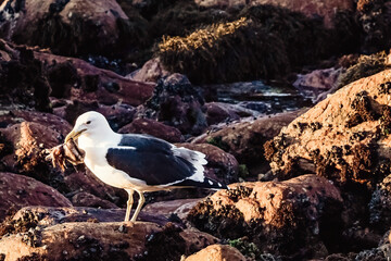 Seagull with Catch on Rocky Shore at Dusk