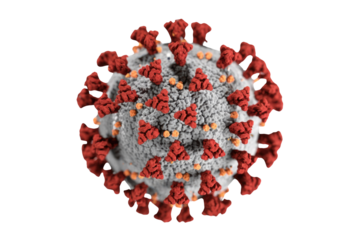 A detailed 3D rendering of the SARS-CoV-2 virus, commonly known as coronavirus, showing its distinctive red spike proteins and grey surface. background removed