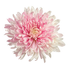 A vibrant chrysanthemum displays intricate petals in shades of pink and white, showcasing nature's beauty