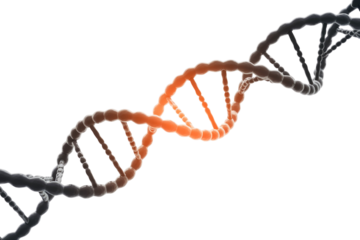 A 3D render of a DNA double helix with a prominent orange glowing section, symbolizing genetics, molecular biology, and life sciences. background removed