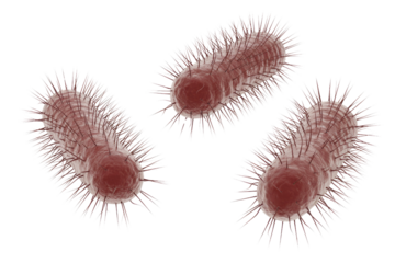 Three 3D rendered rod-shaped bacteria, covered in hair-like pili, against a transparent background. Illustrates microscopic life and prokaryotic structure. background removed