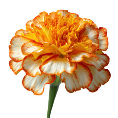A colorful marigold flower stands out with its orange and white petals, displaying intricate layers and details