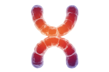 A vibrant 3D rendered human chromosome, displaying its characteristic X-shape and detailed structure with a warm gradient, representing genetic material. background removed
