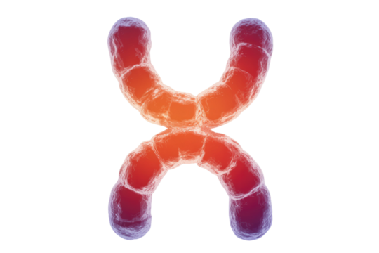 A vibrant 3D rendered human chromosome, displaying its characteristic X-shape and detailed structure with a warm gradient, representing genetic material. background removed