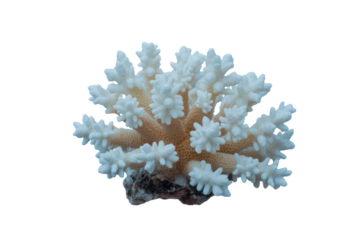A pristine white coral specimen featuring intricate branches and numerous stubby polyps, resting on a small rocky base. background removed