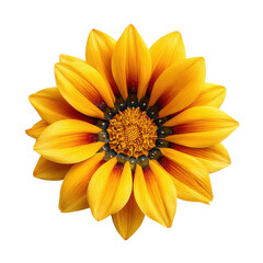 Close-up view of a vibrant yellow flower with striking petals and a detailed center, radiating beauty and color