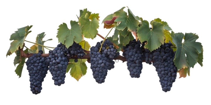 Dark purple grape clusters, with green leaves on a vine, cutout, PNG isolated on white or transparent background grapes vineyard