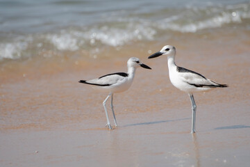 Birds on the beach- The crab-plover or crab plover, Dromas ardeola