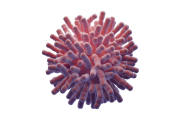 A detailed 3D rendering of a microscopic organism, possibly a virus or bacterium, featuring a spiky surface with red and purple hues. background removed