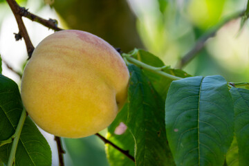 Ripe peach growning on tree branch