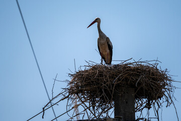 Stork standing in nest on electric pole