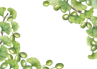 Ginkgo Biloba plant watercolor horizontal frame on isolated background. Green leaves, berries of maidenhair tree border with copy space for text. Medical floral illustration for beauty design, label.
