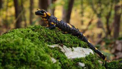 Fire salamander (Salamandra salamandra) crawling on a mossy rock in the Bükk Mountains, Hungary. Vivid black and yellow skin of the amphibian stands out in the autumn woodland.