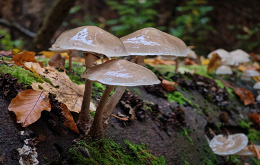 Porcelain mushrooms (Oudemansiella mucida) on a decaying beech trunk surrounded by autumn leaves and moss in a humid forest of the Bükk Mountains, Hungary.