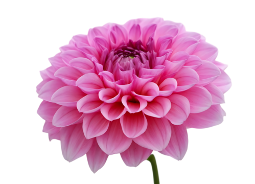 Vibrant pink dahlia flower, with layered petals, cutout, PNG isolated on white or transparent background bloom