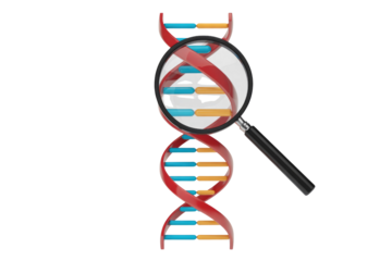A 3D rendering of a red double helix DNA strand, magnified by a loupe to show its internal structure and base pairs. background removed