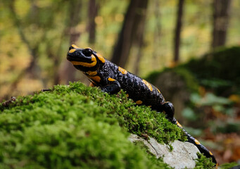 A fire salamander (Salamandra salamandra) resting on a moss-covered rock in a humid beech forest of...