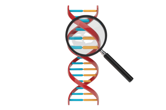 A 3D rendering of a red double helix DNA strand, magnified by a loupe to show its internal structure and base pairs. background removed