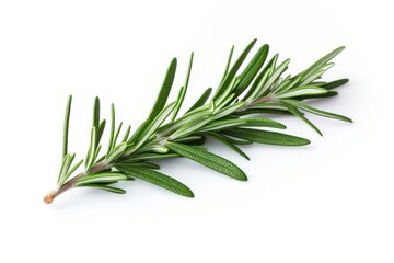 Fototapeta premium Rosemary plant herbs leaf.