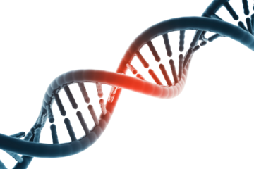A 3D rendering of a DNA double helix, featuring a highlighted red section indicating a genetic mutation or damage. background removed