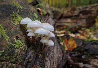 Small cluster of porcelain fungus (Oudemansiella mucida) growing on a decaying beech trunk in the...