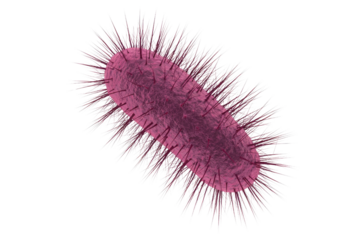 A 3D illustration of a magenta, rod-shaped bacterium covered in numerous hair-like pili or fimbriae against a plain transparent background. background removed