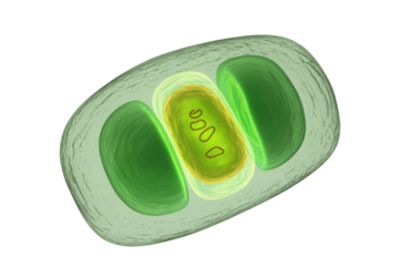 3D rendering of a microalgal cell, displaying its outer envelope, two large chloroplasts, and a central organelle with genetic material, on a transparent background. background removed