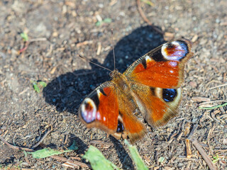 Peacock butterfly on the ground among the grass