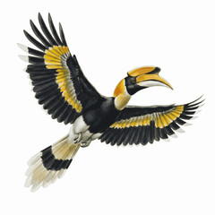 The Great Hornbill Great Hornbill isolated watercolor vector illustration svg