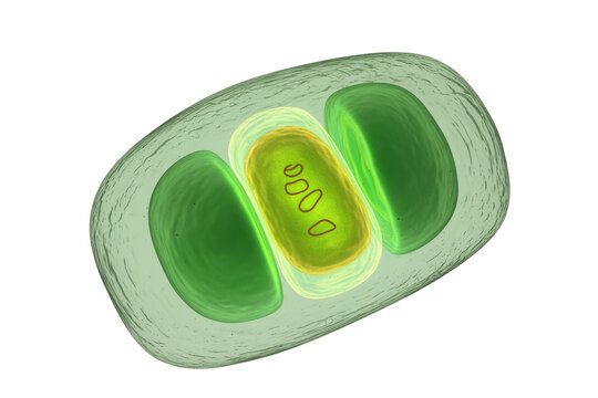 3D rendering of a microalgal cell, displaying its outer envelope, two large chloroplasts, and a central organelle with genetic material, on a transparent background. background removed