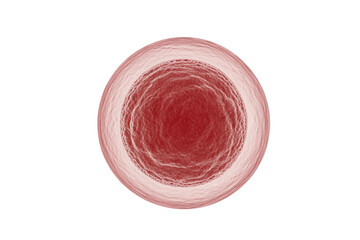 A magnified spherical biological cell, possibly an ovum or generic eukaryotic cell, with a textured red nucleus and a translucent outer membrane. background removed
