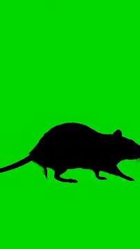 Silhouette of a rat on a vibrant green background. It is facing right, with whiskers showing