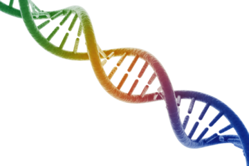 A vibrant, rainbow-colored 3D rendered DNA double helix structure, illustrating the fundamental building blocks of life and genetics. background removed