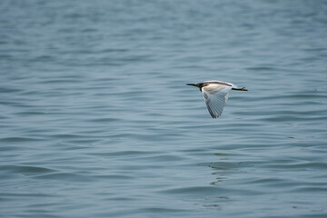 Bird in flight- Pond herons ,Ardeola grayii