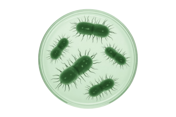 Green rod-shaped bacteria with filamentous appendages are observed inside a petri dish, illustrating microbial growth and microscopic life. background removed