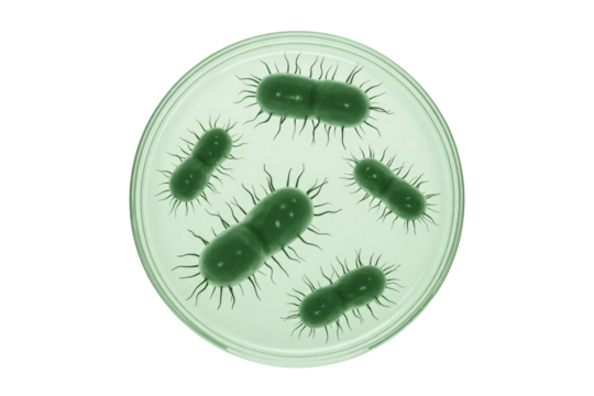 Green rod-shaped bacteria with filamentous appendages are observed inside a petri dish, illustrating microbial growth and microscopic life. background removed