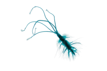 A glowing, bioluminescent-like microorganism with multiple flowing tentacles and a hairy, fibrous body, appearing mysterious and aquatic. background removed
