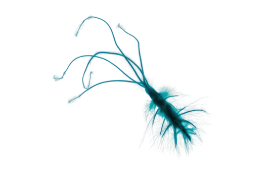 A glowing, bioluminescent-like microorganism with multiple flowing tentacles and a hairy, fibrous body, appearing mysterious and aquatic. background removed