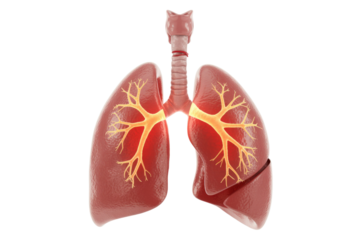 3D anatomical illustration of human lungs and trachea with a glowing bronchial tree, highlighting the respiratory system on transparent background. background removed