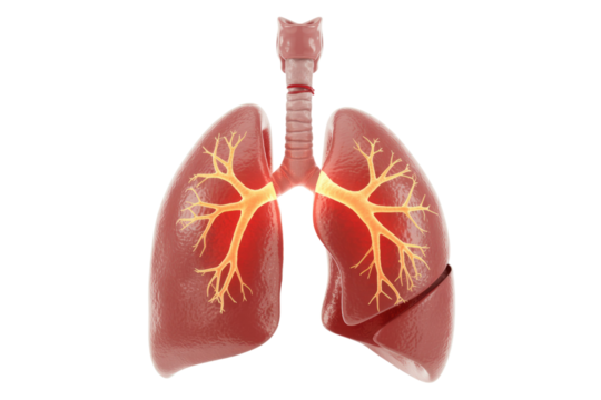 3D anatomical illustration of human lungs and trachea with a glowing bronchial tree, highlighting the respiratory system on transparent background. background removed