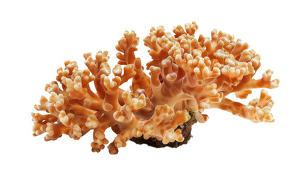 Orange coral on black background on transparent background