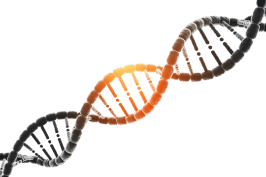3D rendering of a DNA double helix, highlighting a glowing orange central section, symbolizing genetic activity, repair, or modification. background removed - Powered by Adobe