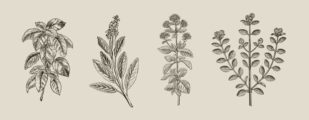 Mediterranean herbs vintage botanical engraving herbal composition illustration