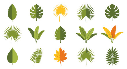 Tropical leaf vector design set with palm botanical foliage