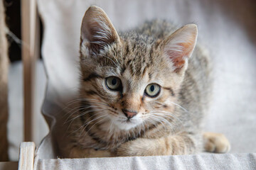 Adorable Chaton Tigré - Un magnifique chaton tigré aux yeux verts-dorés, au regard intense et curieux. Confortablement installé , sa fourrure striée est mise en valeur par la lumière douce