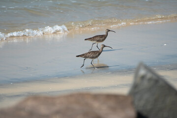 Birds on the beach-The Eurasian whimbrel (Numenius phaeopus),  the white-rumped whimbrel