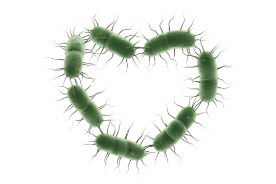Multiple rod-shaped green bacteria, possibly E. coli, with visible pili or flagella, forming a circular arrangement on a plain transparent background. background removed