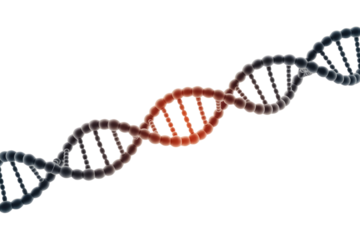 A 3D rendering of a DNA double helix showing a prominent red segment, representing a genetic anomaly, mutation, or specific gene sequence. background removed