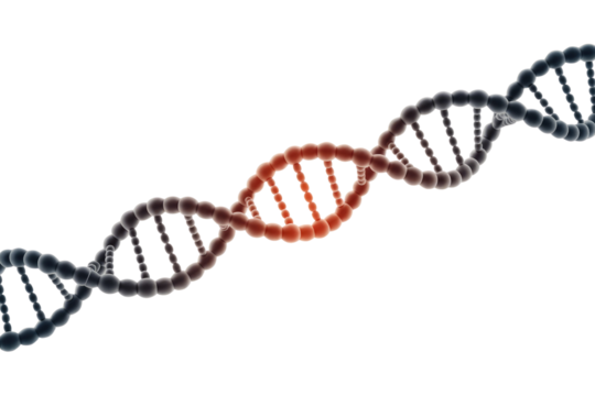 A 3D rendering of a DNA double helix showing a prominent red segment, representing a genetic anomaly, mutation, or specific gene sequence. background removed